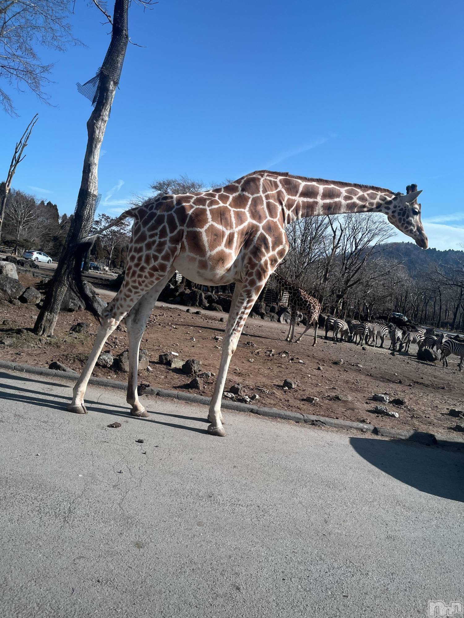 ��ˬ����Х��顦����֥���� �ץ���� ��ˬ(����� �ץ���� ����) ��2025ǯ12��9���̥�֥�����215��