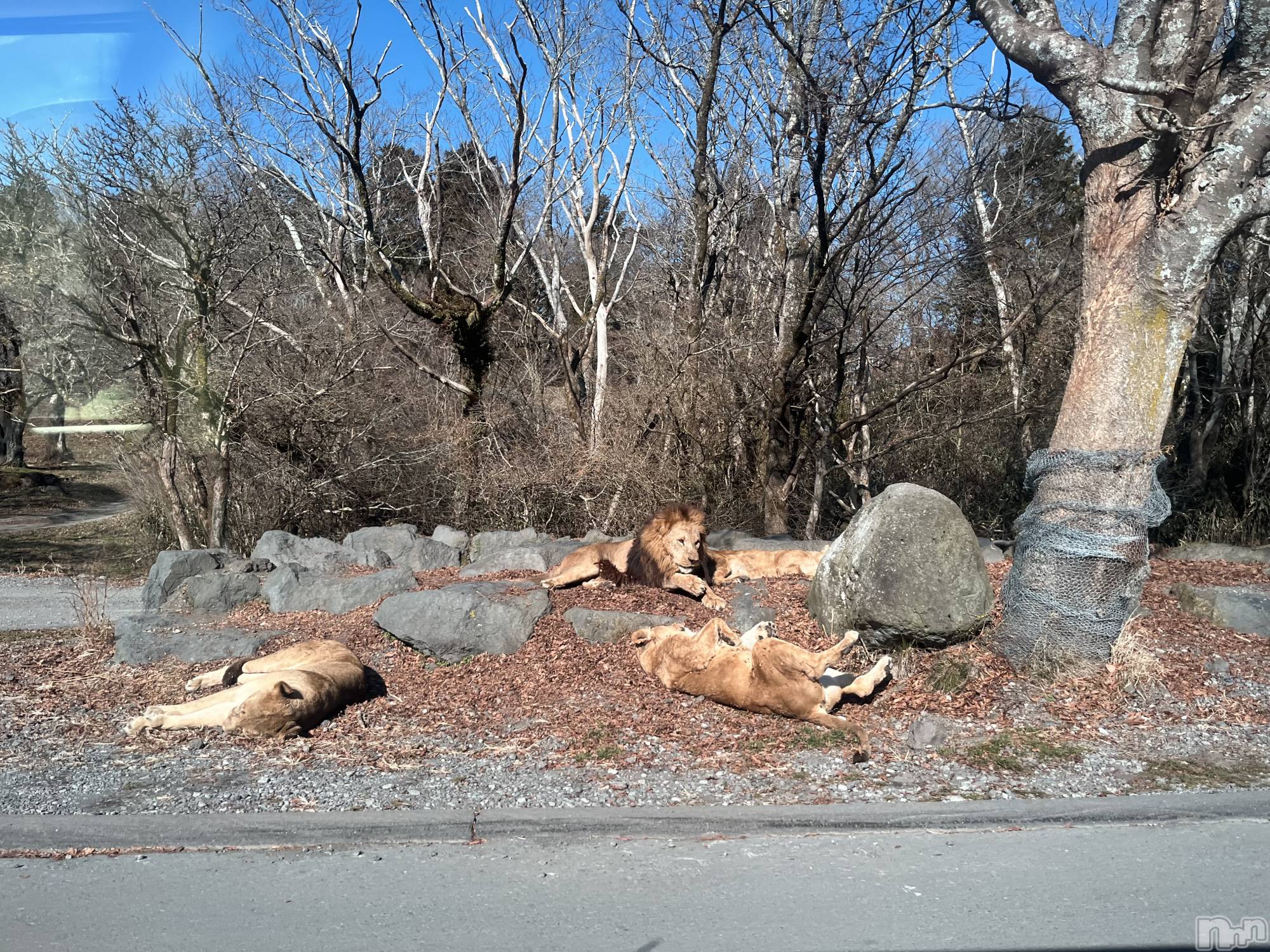 ��ˬ����Х��顦����֥���� �ץ���� ��ˬ(����� �ץ���� ����) ��2025ǯ12��13���̥�֥�����219��