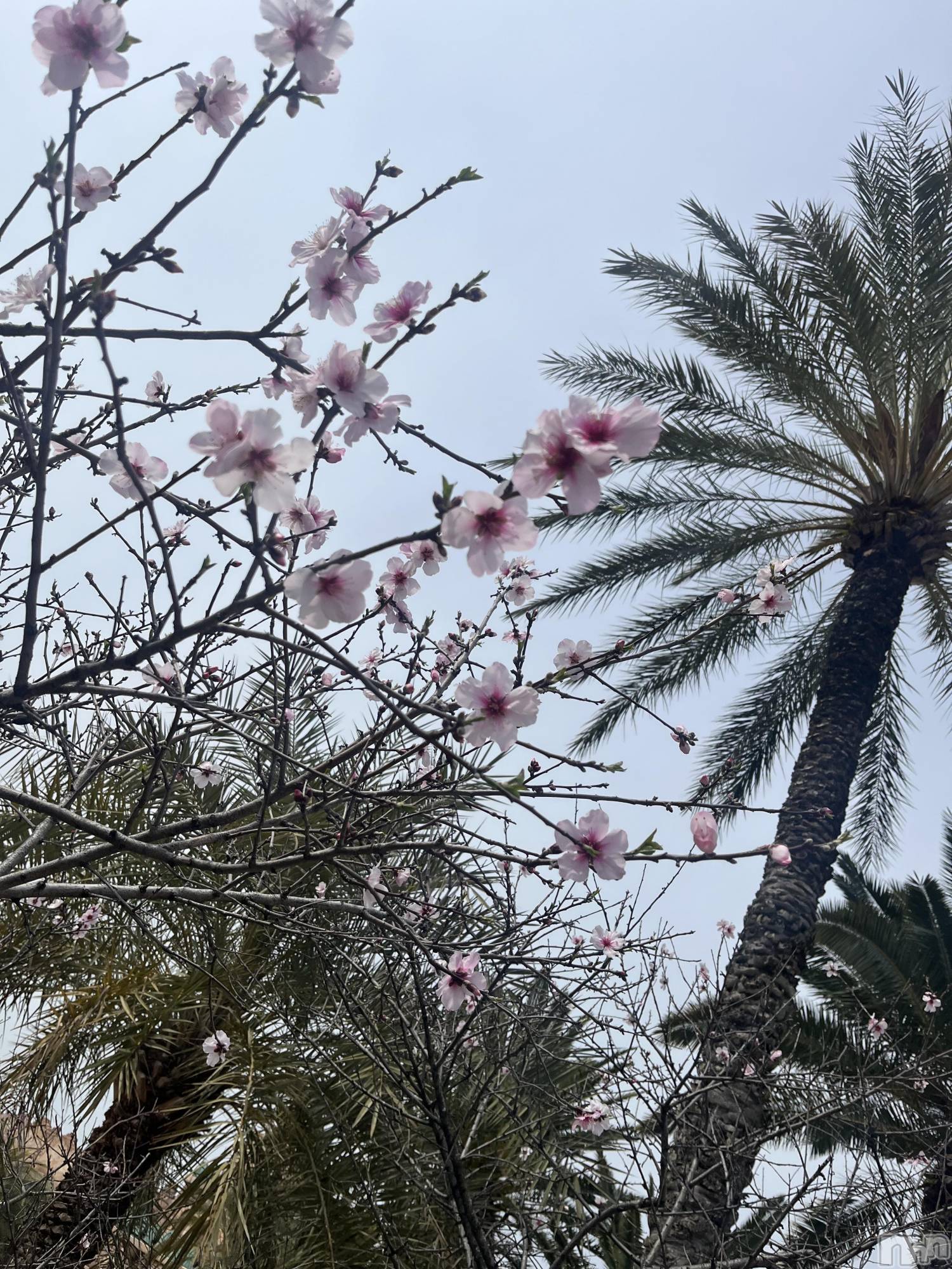 ��ˬ����Х��顦����֥���� �ץ���� ��ˬ(����� �ץ���� ����) ��2026ǯ4��11���̥�֥�����301��