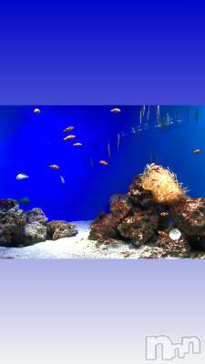 ��ˬ����Х��顦����֥���� �ץ���� ��ˬ(����� �ץ���� ����) ����� �椭��12��17���̥�֥�����22��