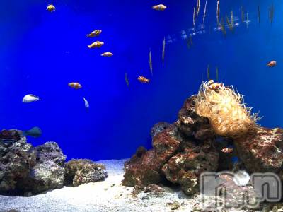 ��ˬ����Х��顦����֥���� �ץ���� ��ˬ(����� �ץ���� ����) ����� �椭��3��27���̥�֥�����81��