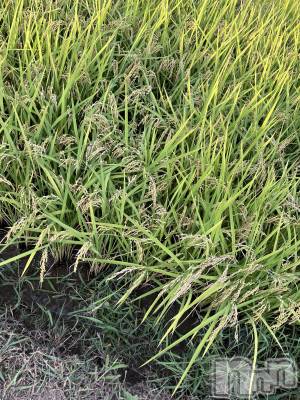 ��ˬ����Х��顦����֥���� �ץ���� ��ˬ(����� �ץ���� ����) ����� �椭��9��6���̥�֥�����158��