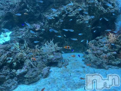 ��ˬ����Х��顦����֥���� �ץ���� ��ˬ(����� �ץ���� ����) ����� �椭��9��30���̥�֥�����170��