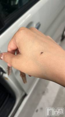 ��ˬ����Х��顦����֥���� �ץ���� ��ˬ(����� �ץ���� ����) ����� �椭��10��25���̥�֥�����185��