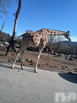 ��ˬ����Х��顦����֥���� �ץ���� ��ˬ(����� �ץ���� ����) ����� �椭��12��9���̥�֥�����215��