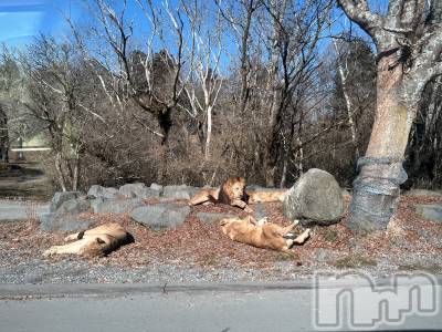 ��ˬ����Х��顦����֥���� �ץ���� ��ˬ(����� �ץ���� ����) ����� �椭��12��13���̥�֥�����219��