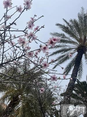 ��ˬ����Х��顦����֥���� �ץ���� ��ˬ(����� �ץ���� ����) ����� �椭��4��11���̥�֥�����301��