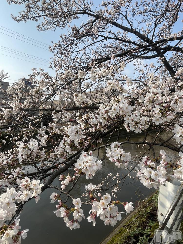 新潟手コキ新潟風俗Noel-ノエル-(ノエル) なぎ(21)の4月12日写メブログ「🌸🌸」