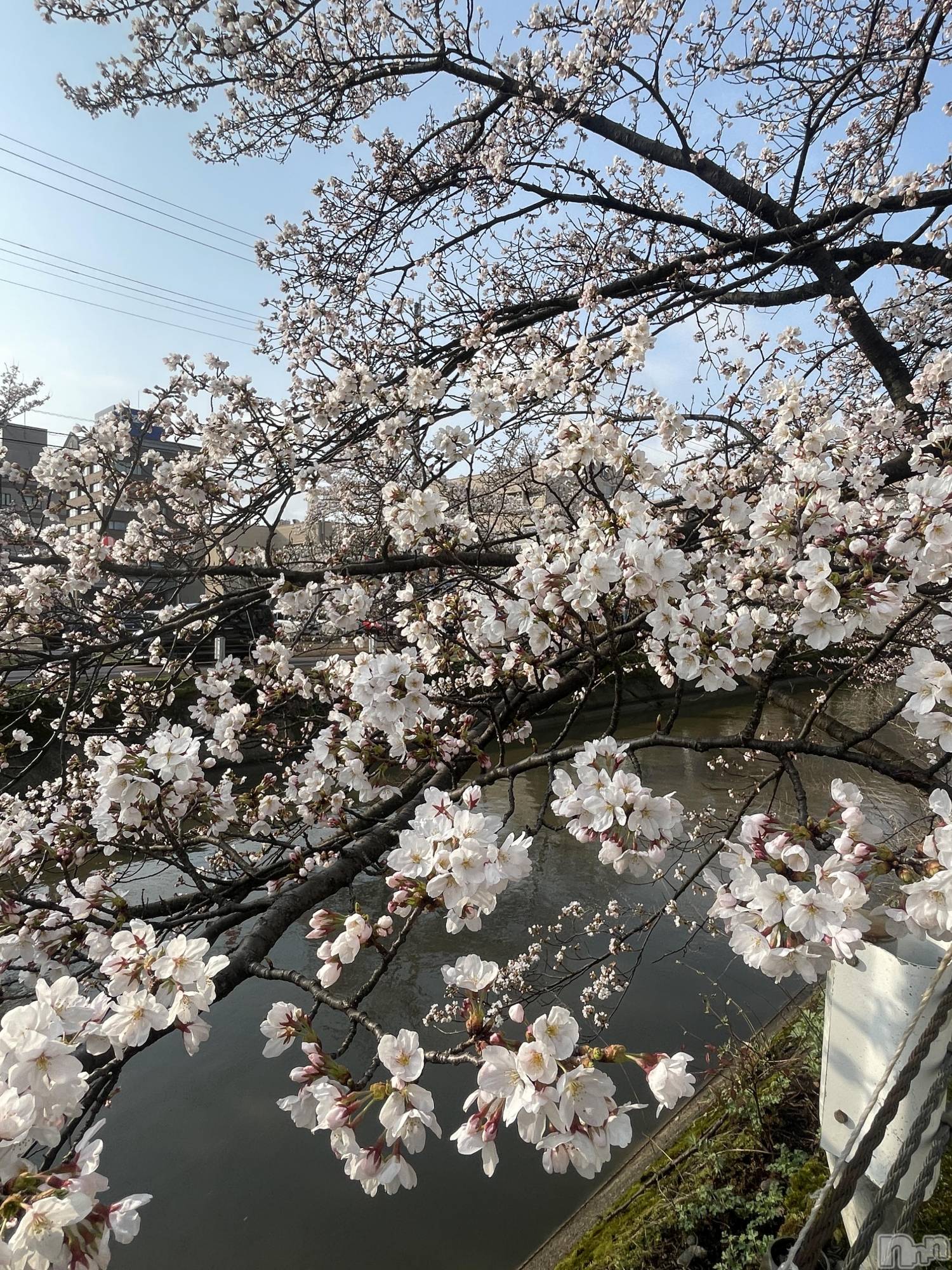 新潟手コキ新潟風俗Noel-ノエル-(ノエル)なぎ(21)の2025年4月12日写メブログ「🌸🌸」