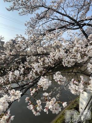 新潟手コキ 新潟風俗Noel-ノエル-(ノエル) なぎ(21)の4月12日写メブログ「🌸🌸」