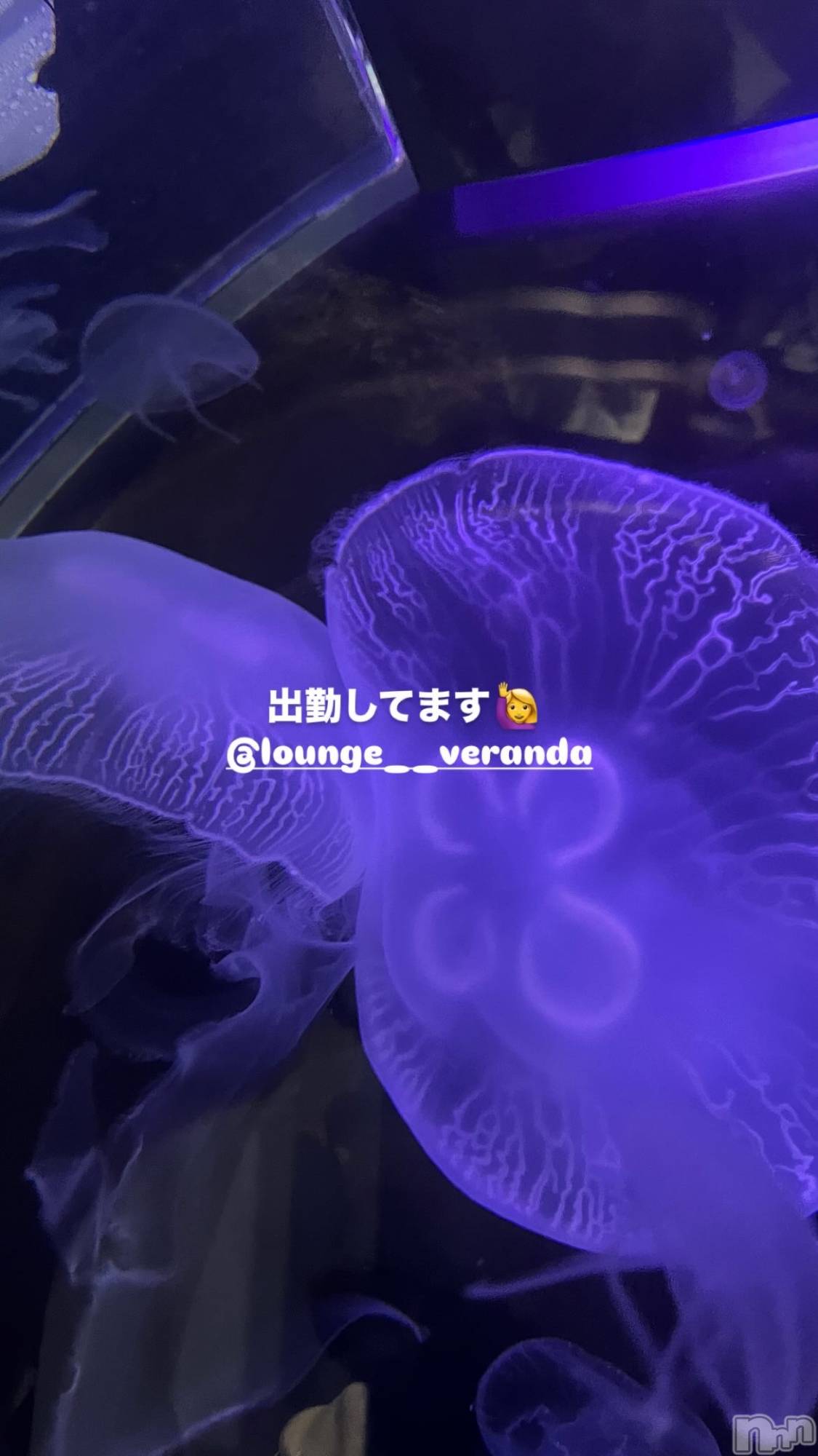 ƲХ顦Lounge Veranda(饦󥸥٥) 2025ǯ325̥֥🦋