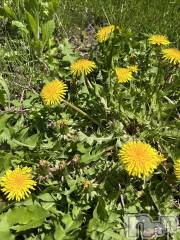 上越デリヘル上越風俗出張アロママッサージ(ジョウエツフウゾクシュッチョウアロママッサージ) あの★完全未経験(34)の5月11日写メブログ「こんばんは⭐️」