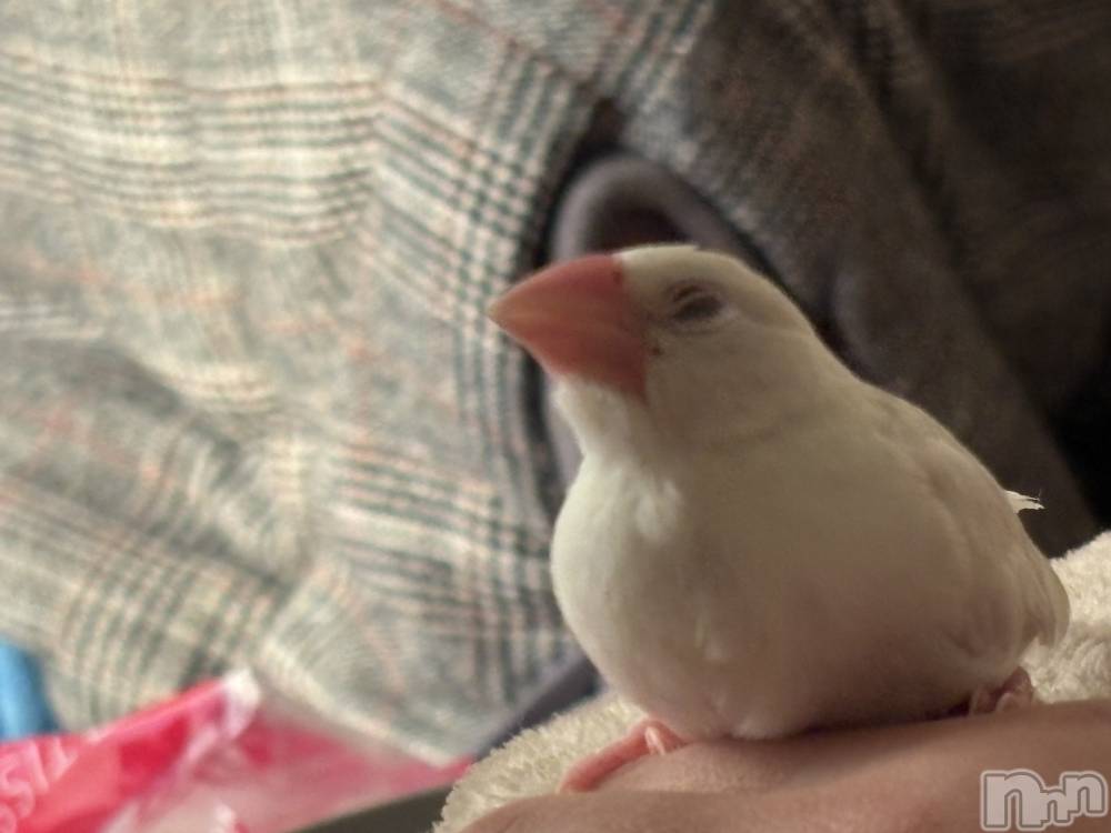 ����������ʥå��������륺�С����饪���ϥ��ܡ���bar���ͻ���(���饪���ϥ��ܡ���С��ӥ��󥷥ޥ�) ���ޤͤ�12��22���̥�֥�����20�����������