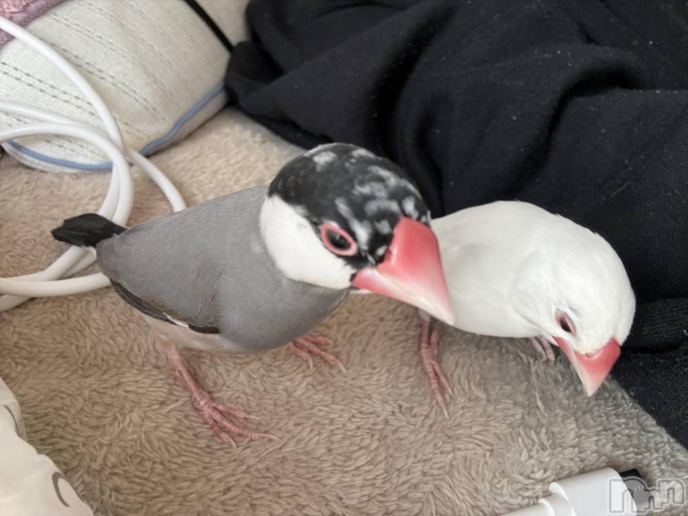 ����������ʥå��������륺�С����饪���ϥ��ܡ���bar���ͻ���(���饪���ϥ��ܡ���С��ӥ��󥷥ޥ�) ������3��23���̥�֥������繥���ʤ���������(◜ᴗ◝ )��