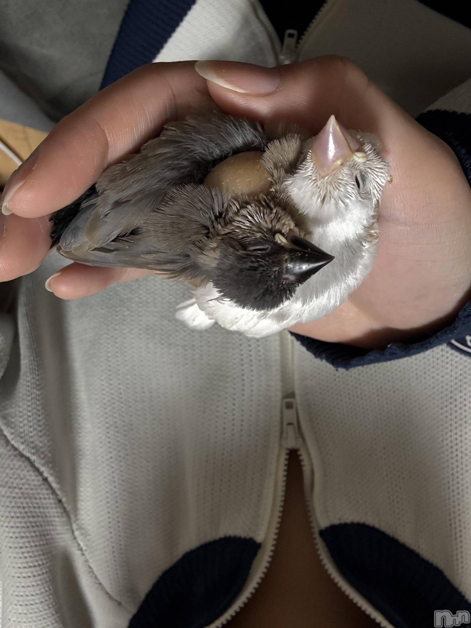 ʥå륺С饪ϥܡbarͻ(饪ϥܡСӥ󥷥ޥ) 2025ǯ118ֲ̥֥İǤ