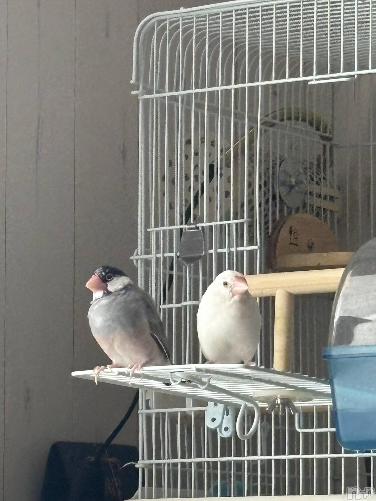 ����������ʥå��������륺�С����饪���ϥ��ܡ���bar���ͻ���(���饪���ϥ��ܡ���С��ӥ��󥷥ޥ�) ��2026ǯ1��29���̥�֥����֤ޤä���‪𓂃🌿𓈒◌��