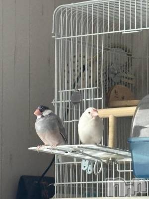 ����������ʥå��������륺�С����饪���ϥ��ܡ���bar���ͻ���(���饪���ϥ��ܡ���С��ӥ��󥷥ޥ�) ����(22)��1��29���̥�֥����֤ޤä���‪𓂃🌿𓈒◌��