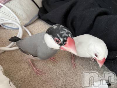 ����������ʥå��������륺�С����饪���ϥ��ܡ���bar���ͻ���(���饪���ϥ��ܡ���С��ӥ��󥷥ޥ�) ���ޤ�(22)��3��23���̥�֥������繥���ʤ���������(◜ᴗ◝ )��