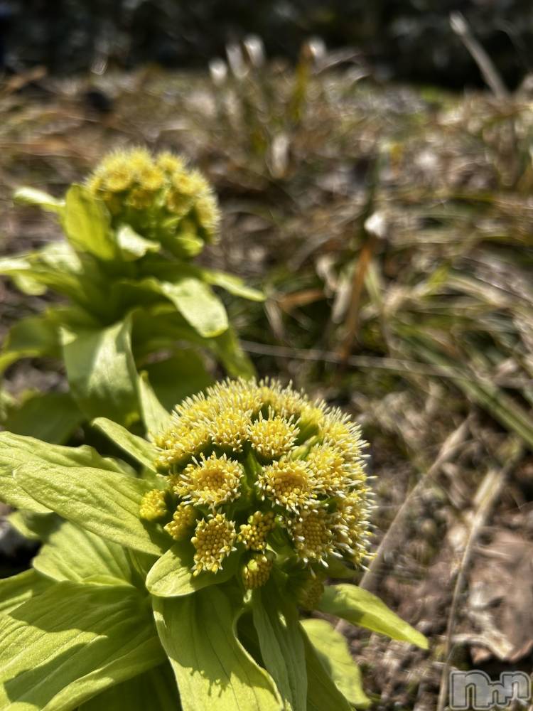 新潟デリヘルナイトナビサポートセンター ナイトナビ中の人 酒乱Y(50)の4月4日写メブログ「テスト投稿」