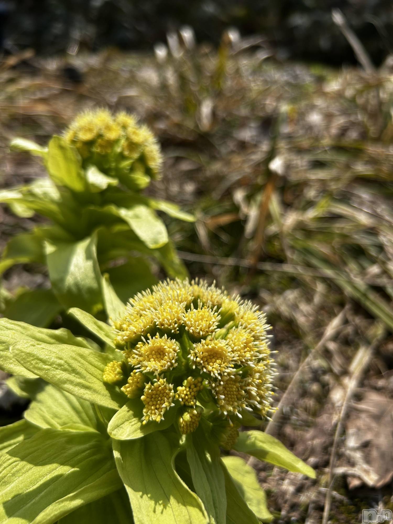 新潟デリヘルナイトナビサポートセンターナイトナビ中の人 酒乱Y(50)の2026年4月4日写メブログ「テスト投稿」