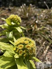 新潟デリヘルナイトナビサポートセンター ナイトナビ中の人 酒乱Y(50)の4月4日写メブログ「テスト投稿」