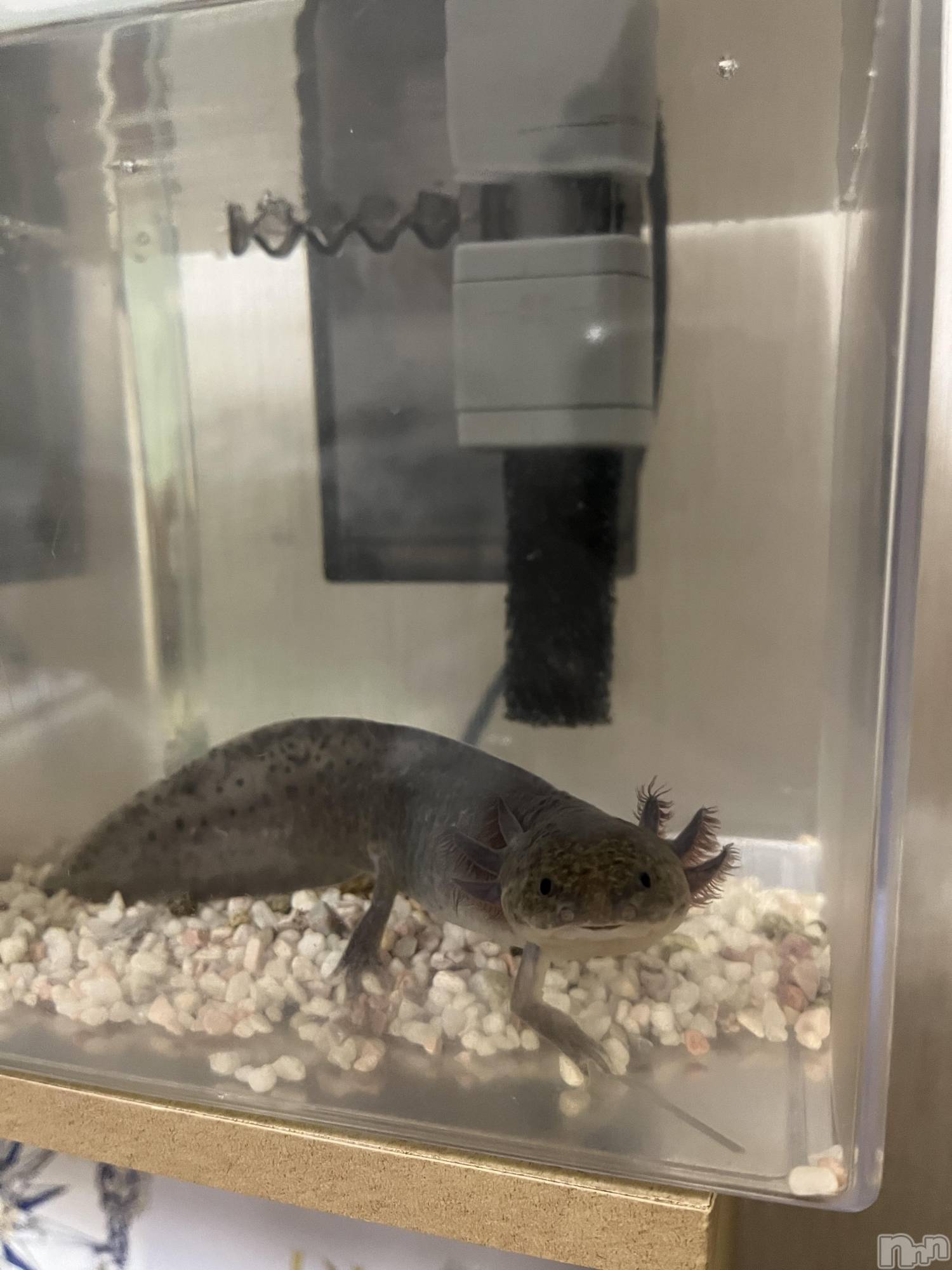 ��Ʋ����Х��顦�����Lounge Veranda(�饦�󥸥٥���) ��2026ǯ1��10���̥�֥����ֽжХ��ѡ���