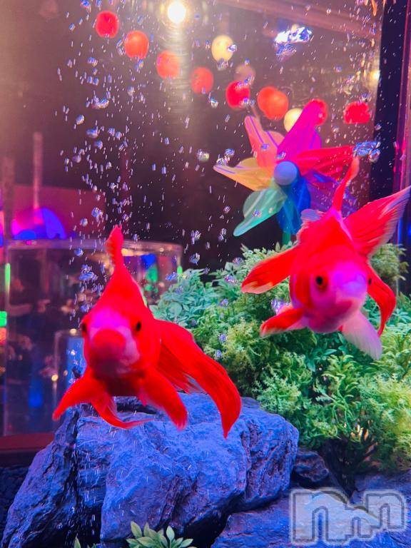 新潟ぽっちゃり新潟市鳥屋野潟ちゃんこ(ニイガタシトヤノガタチャンコ)まき(36)の2025年8月23日写メブログ「気分だけでも涼しく🐠🫧‪」