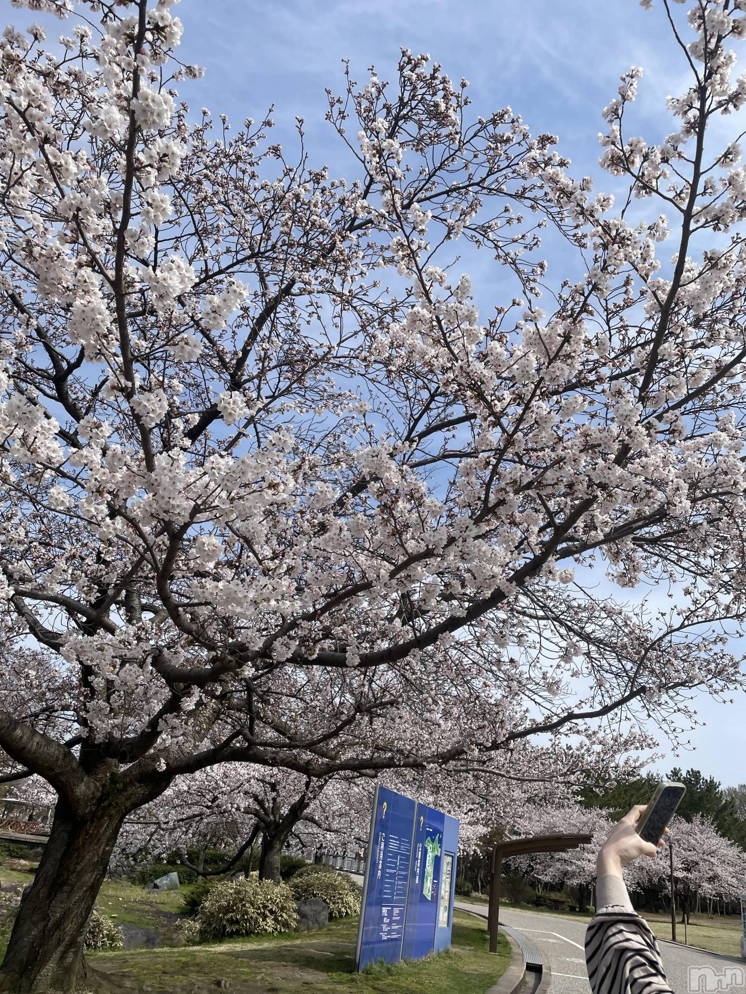 Х顦Blanc (֥) 2025ǯ416ָ̥֥֤🌸