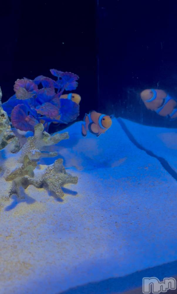 ��ë����Х��顦�����CLUB��Paladin(����֡��ѥ�ǥ���) ���Ĥͤͤ�8��5���̥�֥�����🐠��