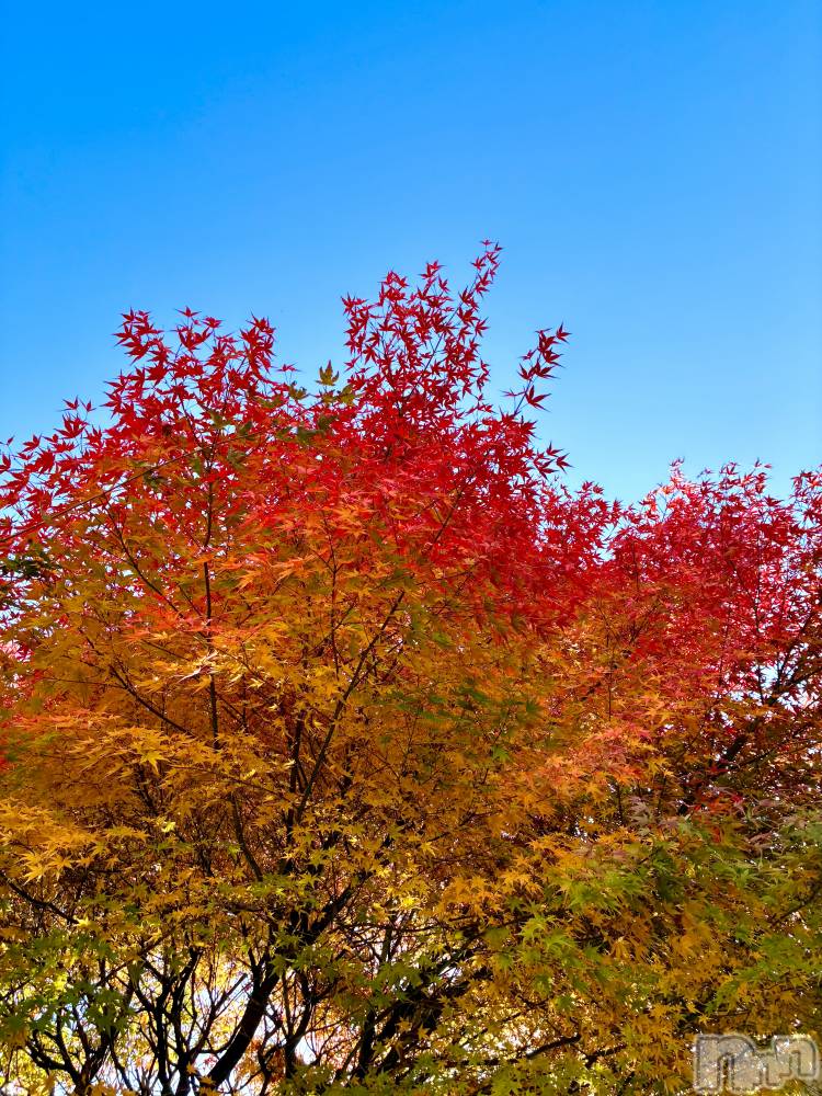 ��ë����Х��顦�����CLUB��Paladin(����֡��ѥ�ǥ���) ���Ĥͤͤ�11��15���̥�֥�����🍁��