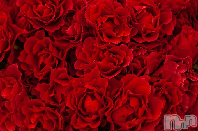 ��ë����Х��顦�����CLUB��Paladin(����֡��ѥ�ǥ���) ���Ĥͤͤ�4��3���̥�֥�����🌹��