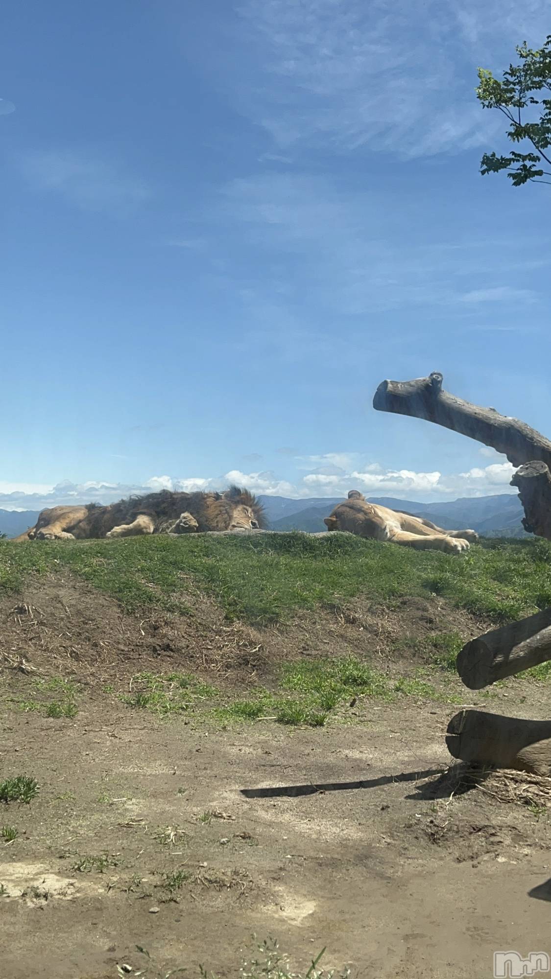 ��ë����Х��顦�����CLUB��Paladin(����֡��ѥ�ǥ���) ��2025ǯ5��12���̥�֥�����🦁🧡��