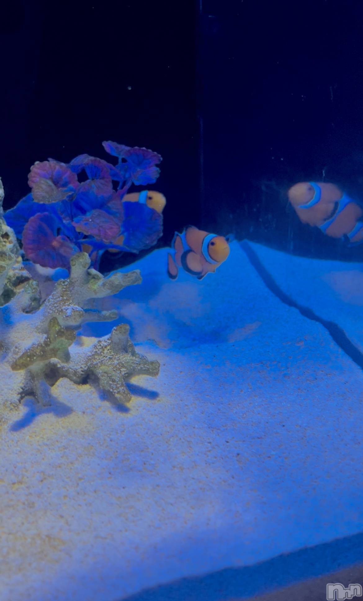 ��ë����Х��顦�����CLUB��Paladin(����֡��ѥ�ǥ���) ��2025ǯ8��5���̥�֥�����🐠��