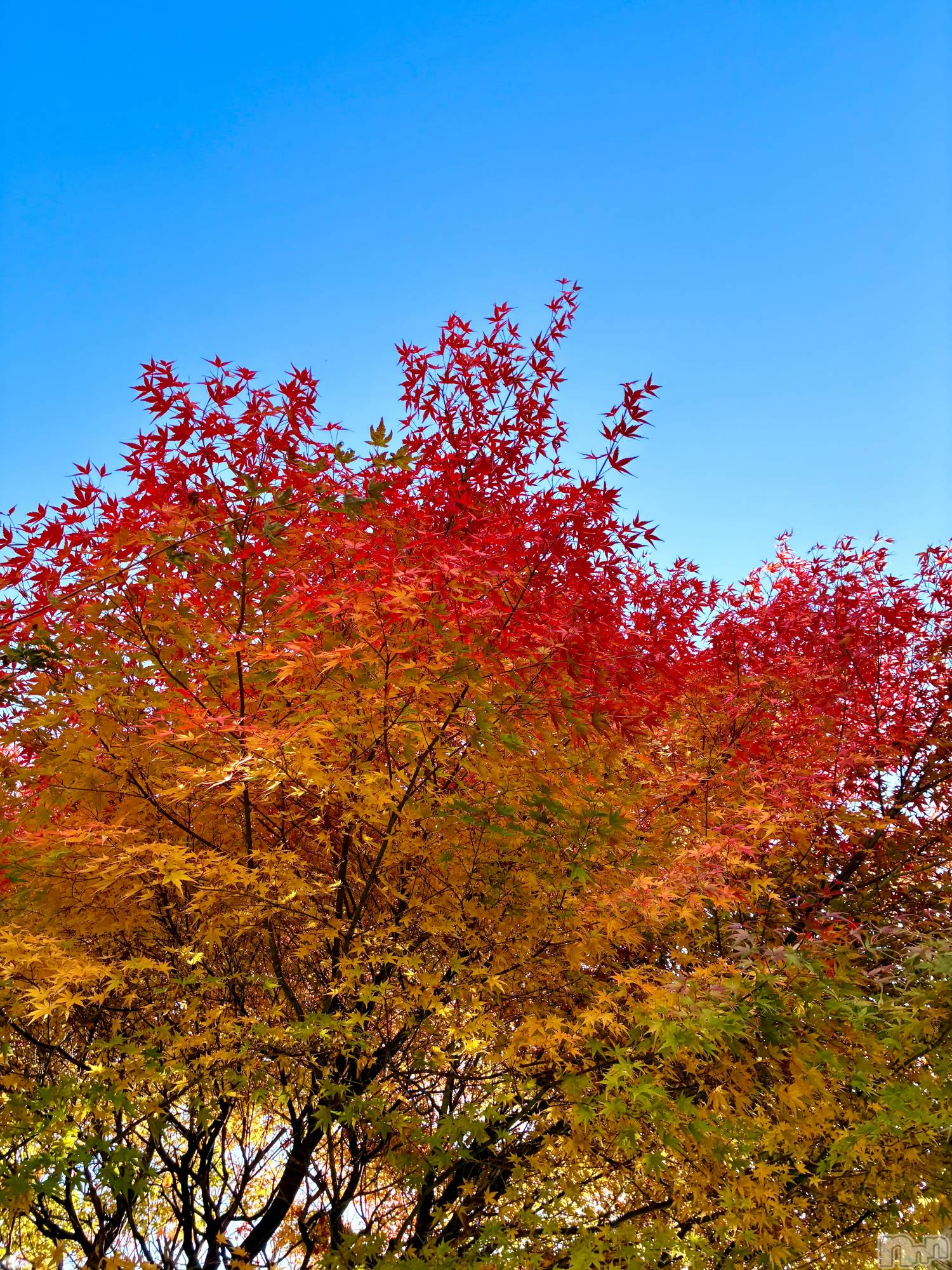 ��ë����Х��顦�����CLUB��Paladin(����֡��ѥ�ǥ���) ��2025ǯ11��15���̥�֥�����🍁��