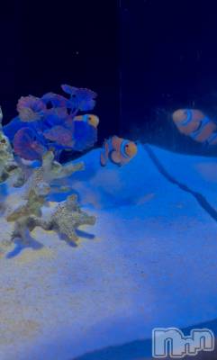 ��ë����Х��顦�����CLUB��Paladin(����֡��ѥ�ǥ���) ���Ĥͤ�(23)��8��5���̥�֥�����🐠��