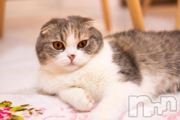 新潟デリヘル奥様特急 新潟店(オクサマトッキュウニイガタテン) すぐは(32)の2月3日写メブログ「今がチャンスだよ～ん」