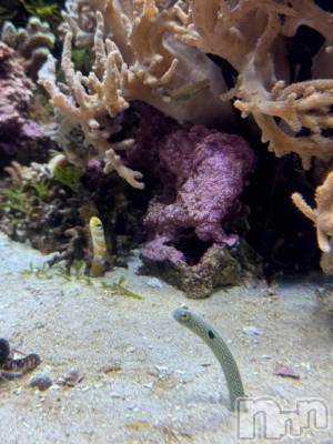 長岡デリヘル BIANCA～主人の知らない私～長岡店(ビアンカナガオカテン) 太田　ねい(38)の6月13日写メブログ「お礼」