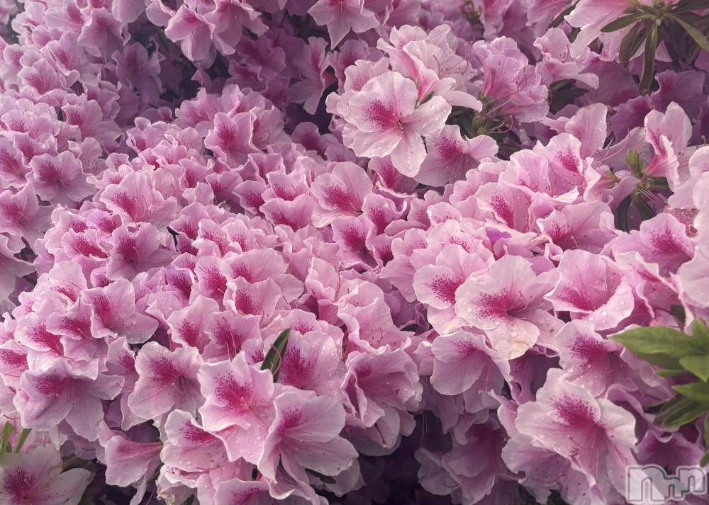 ʥå륺СJEUNESSE(ͥ) sena528̥֥🌸