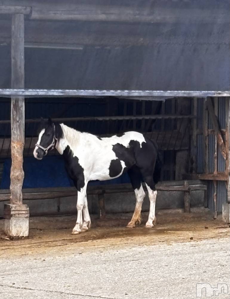 ʥå륺СJEUNESSE(ͥ) sena720̥֥🐄🐴