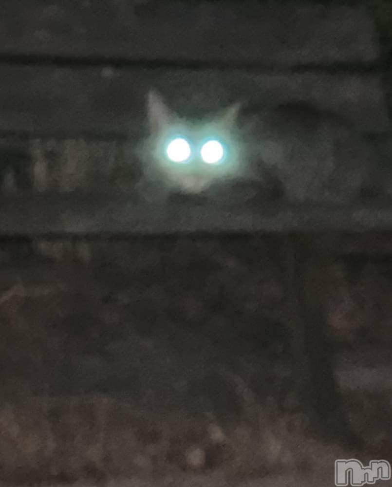 ʥå륺СJEUNESSE(ͥ) sena819̥֥🐈