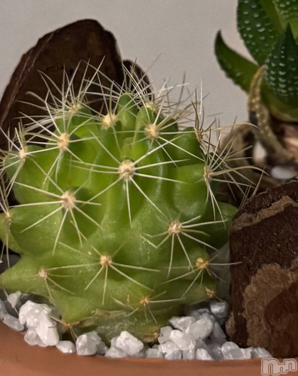 ʥå륺СJEUNESSE(ͥ) 2025ǯ310̥֥🌵✨