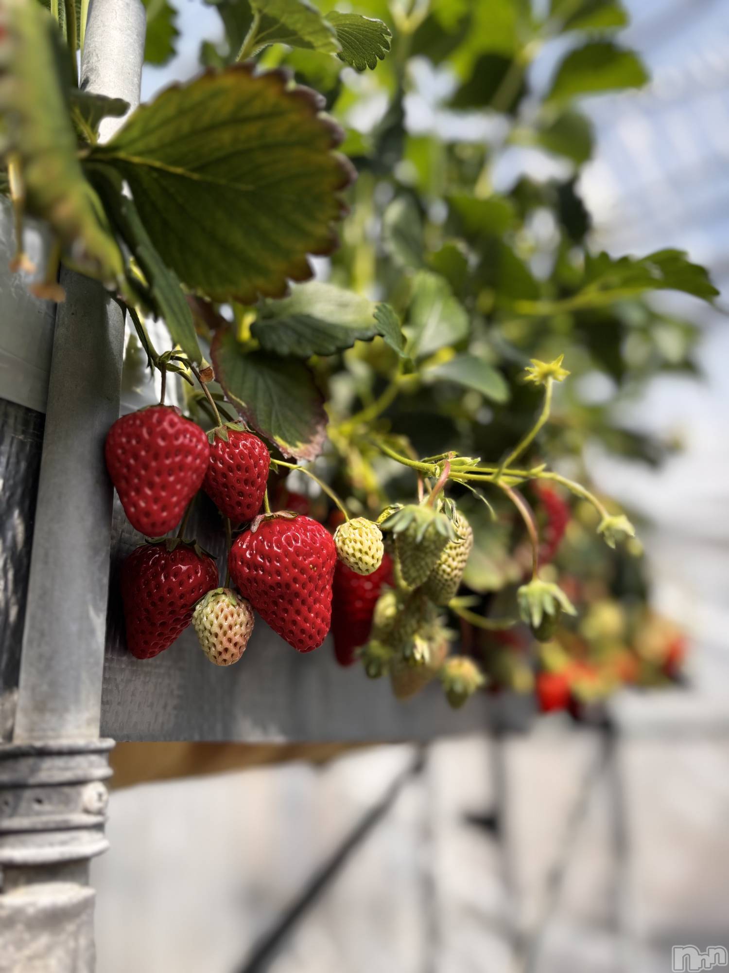ʥå륺СJEUNESSE(ͥ) 2025ǯ329̥֥🍓