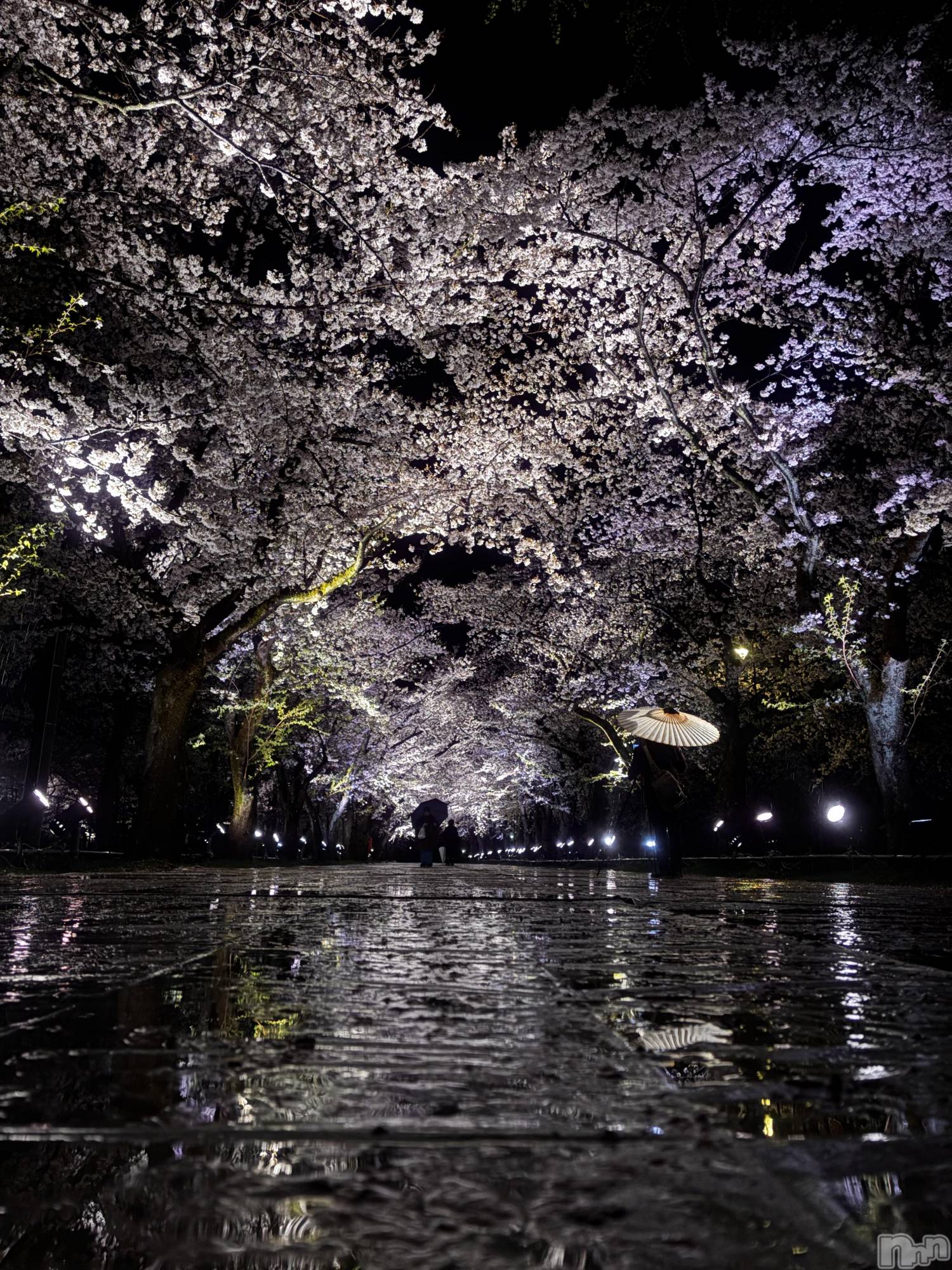 ʥå륺СJEUNESSE(ͥ) 2025ǯ414̥֥🌸✨