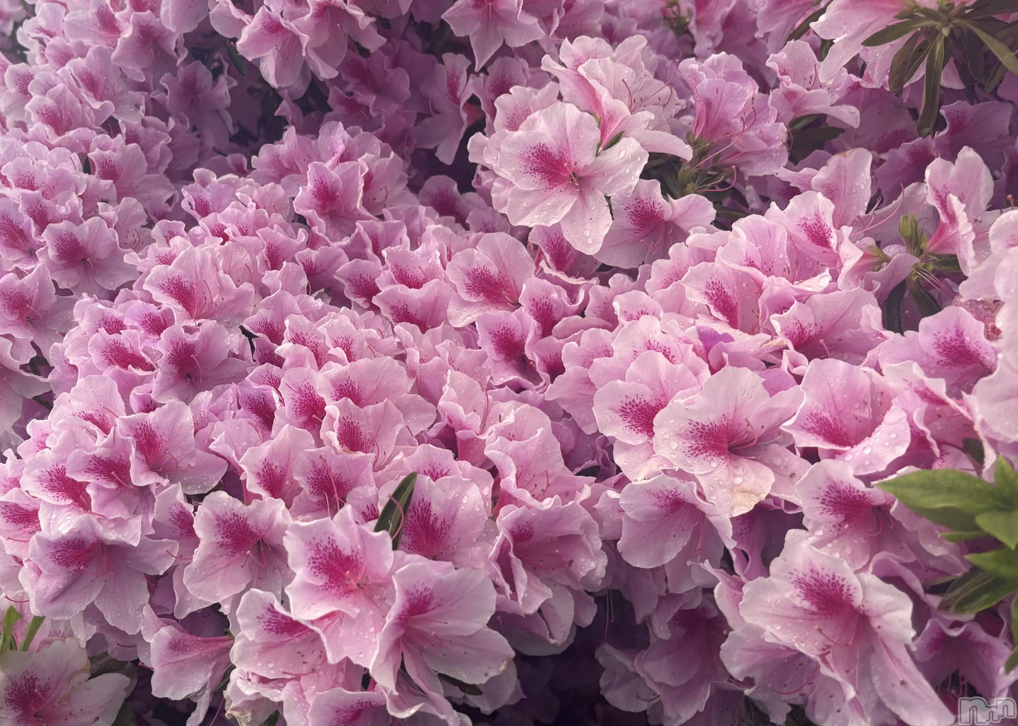 ʥå륺СJEUNESSE(ͥ) 2025ǯ528̥֥🌸