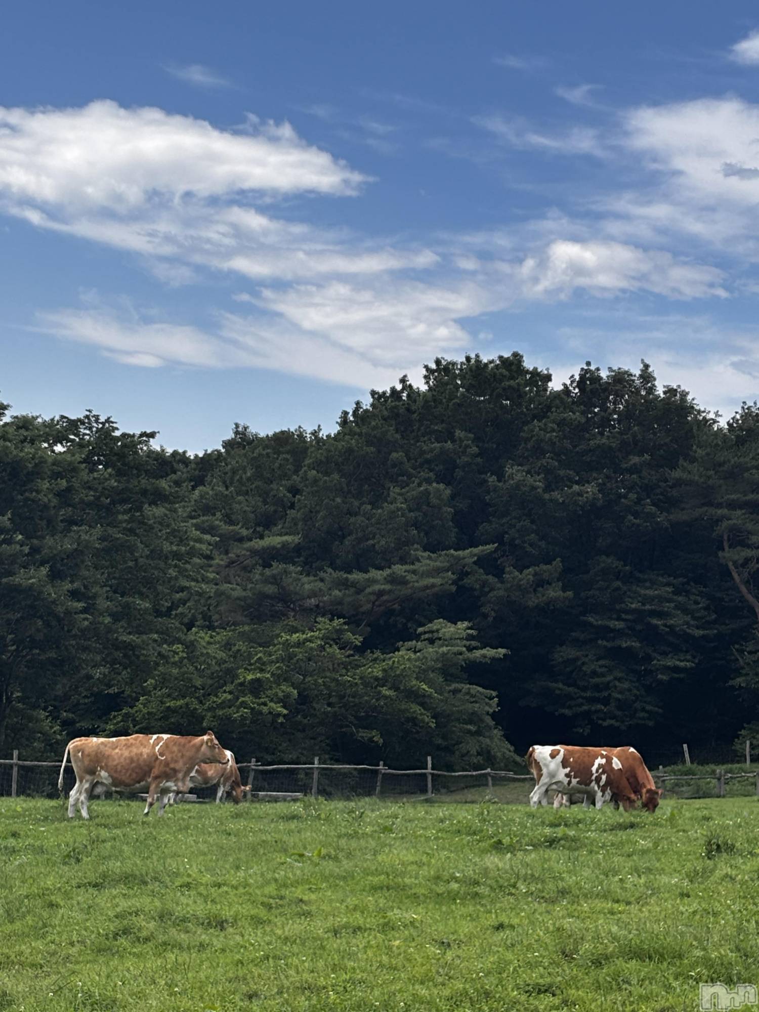 ʥå륺СJEUNESSE(ͥ) 2025ǯ630̥֥🐂