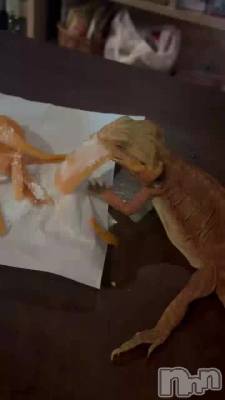 🦎
