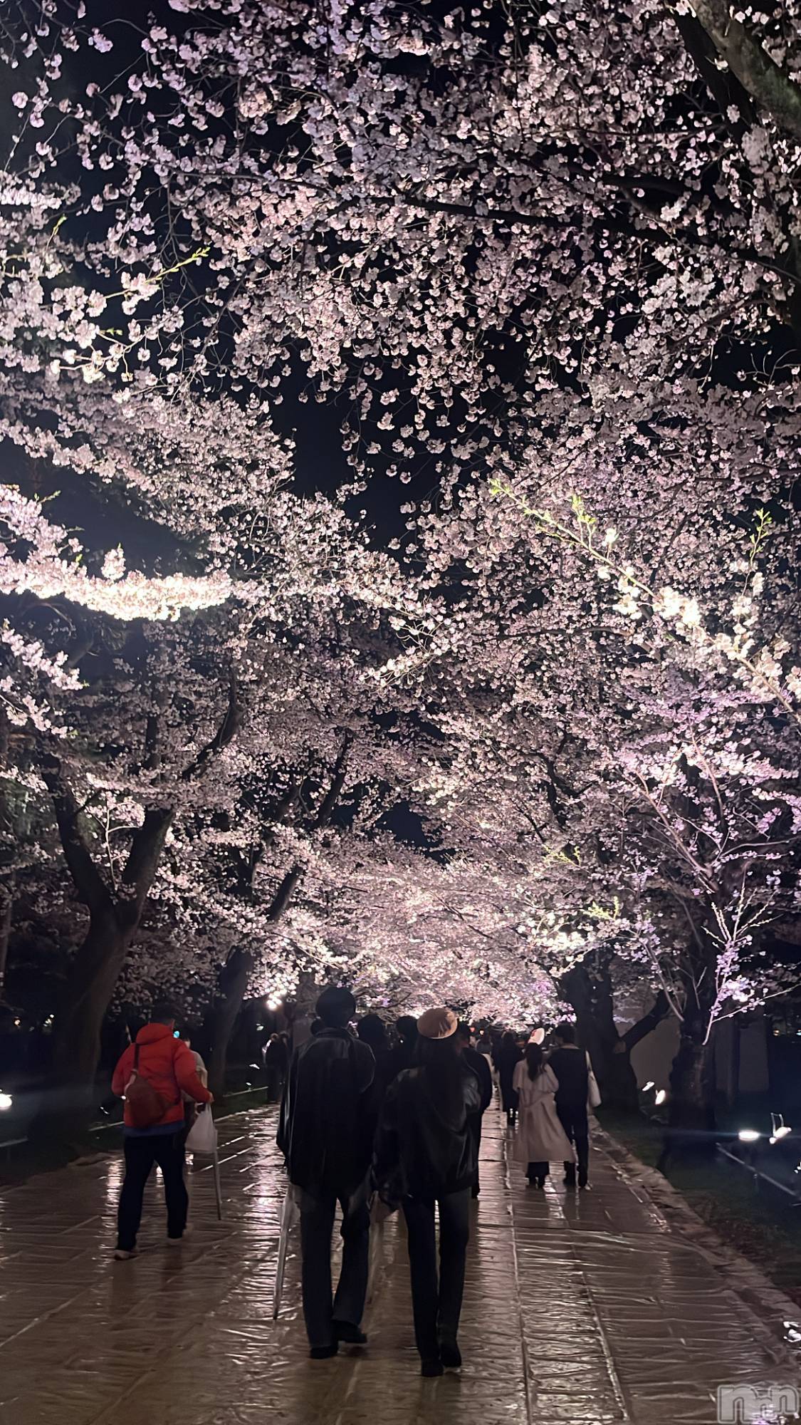 ��ȯ�ĥ���Х��顦�����REBIVE(��Х���) ��2026ǯ4��11���̥�֥����ֹ���🌸��