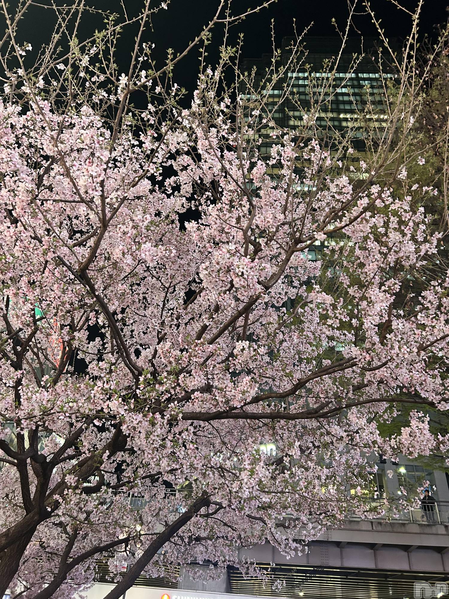 ʥå륺С󥻥ץȥե ˤޤ(󥻥ץȥե˥ޥ륭奦ǥ) 2025ǯ418̥֥֤🌸