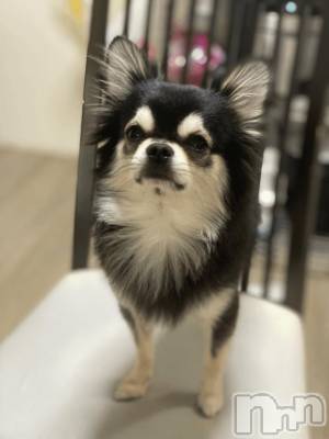 長岡デリヘル ROOKIE(ルーキー) もこ(21)の1月27日写メブログ「どっち派？？/」