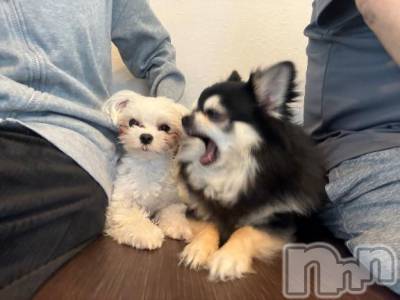 長岡デリヘル ROOKIE(ルーキー) もこ(21)の1月30日写メブログ「お礼日記2文にしてって言ったお兄さんw」